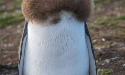 Molting King Penguin Has a Scarf …