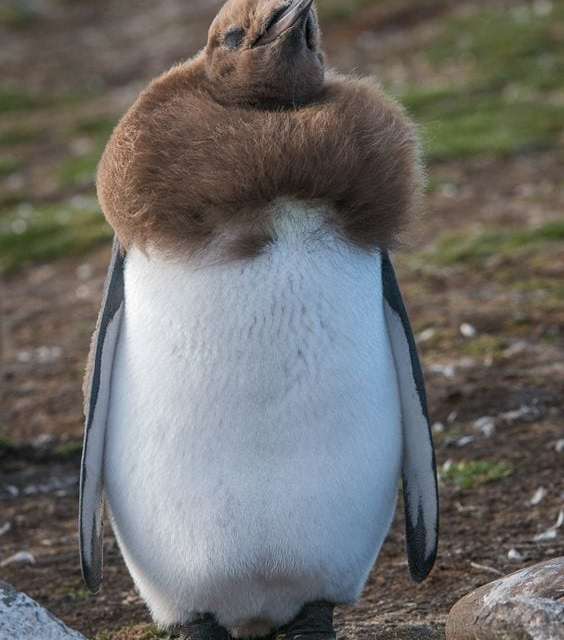 Molting King Penguin Has a Scarf …