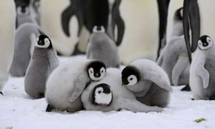 Cute Penguin Cubs