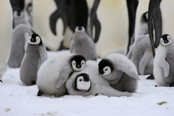 Cute Penguin Cubs