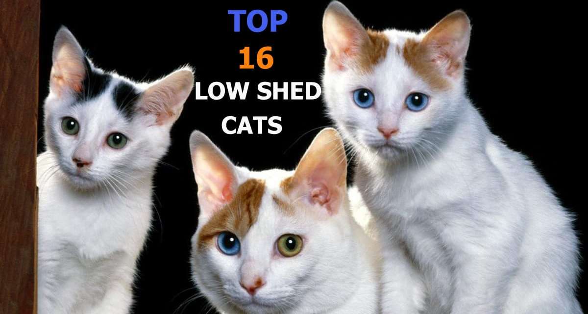 16 Low Shed Cats That Make Your Life Easier