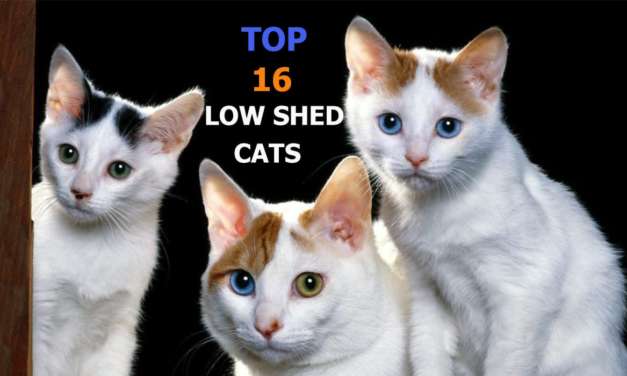 16 Low Shed Cats That Make Your Life Easier