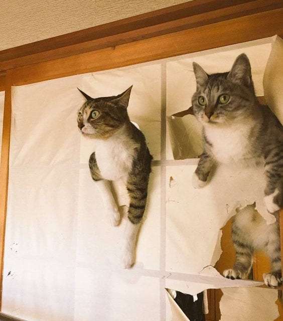 Wall of Cats