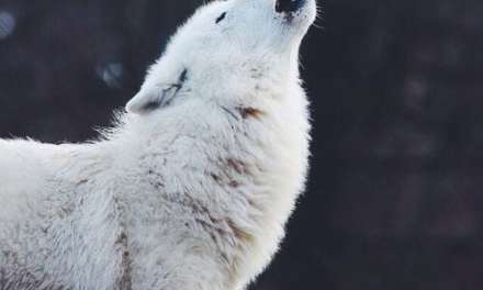 Howling in the Mountains