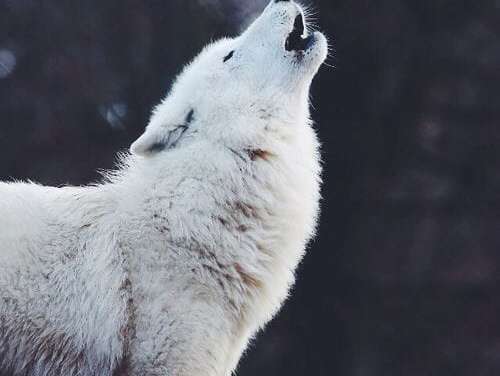 Howling in the Mountains