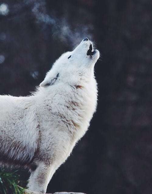 Howling in the Mountains