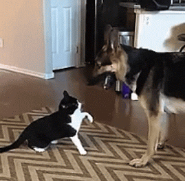 Your cat is a better dog trainer than you are!
