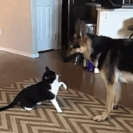 Your cat is a better dog trainer than you are!