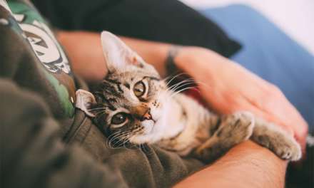 Top 10 Friendliest Cat Breeds