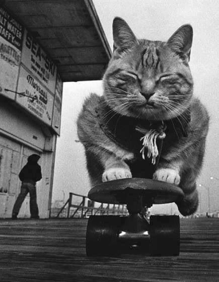 Cat on skateboard