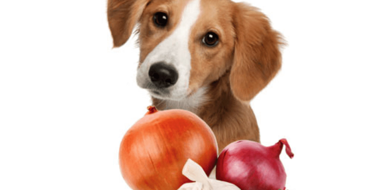 Don’t Treat Your Dog as Human! 20 Foods Dogs Can’t Eat