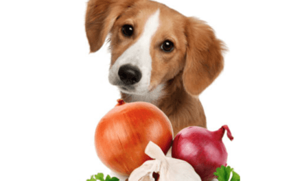 Don’t Treat Your Dog as Human! 20 Foods Dogs Can’t Eat