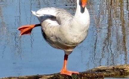 Ballet-dancer Duck