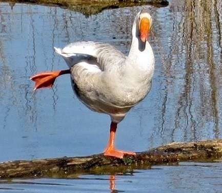 Ballet-dancer Duck