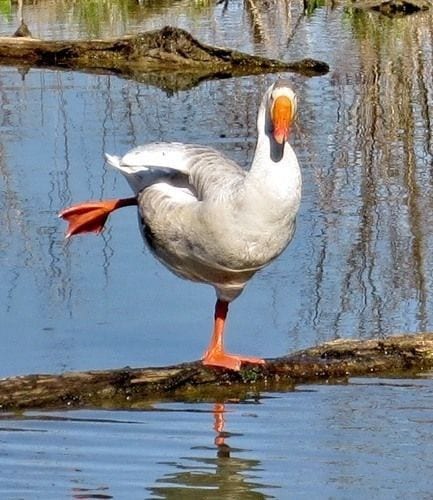 Ballet-dancer Duck