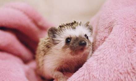 Cute hedgehog