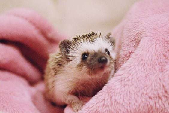 Cute hedgehog
