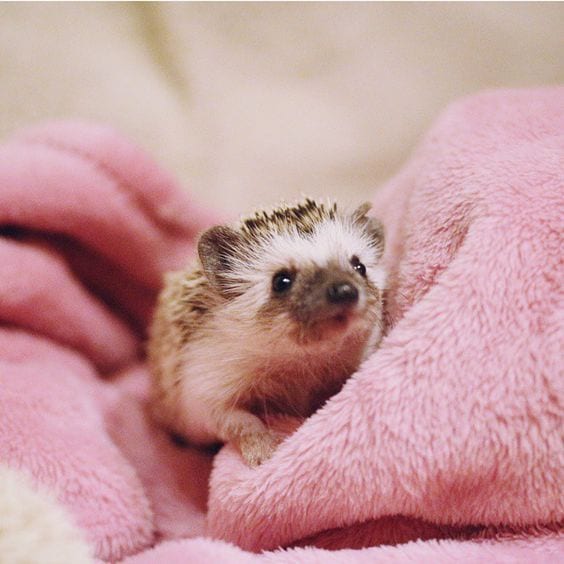 Cute hedgehog