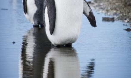 The Beautiful King Penguin