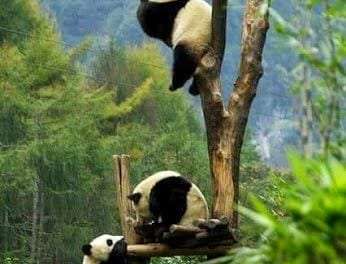 Panda Tree