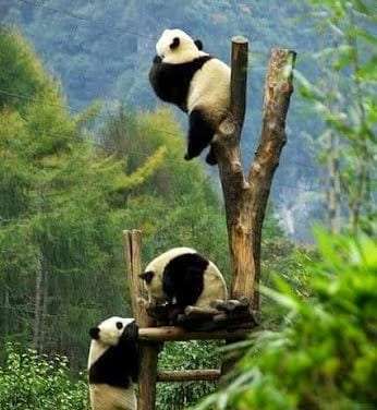 Panda Tree