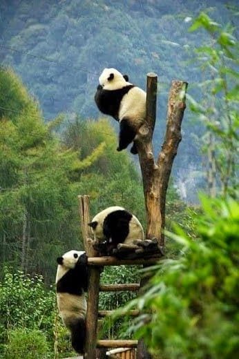 Panda Tree