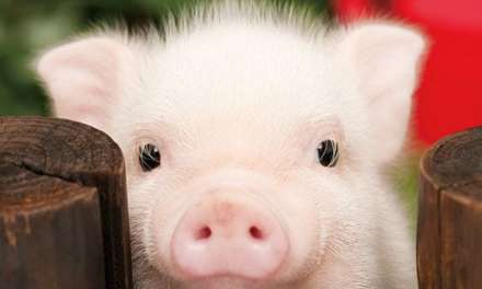 Little Cute Piggy