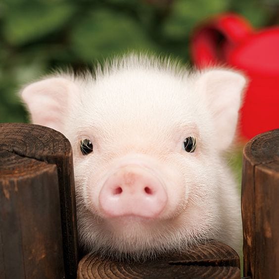 Little Cute Piggy