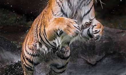 Tigers making faces while playing with water