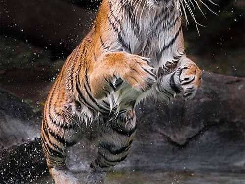 Tigers making faces while playing with water