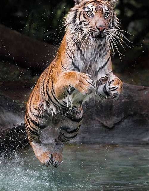 Tigers making faces while playing with water