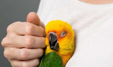 9 Super Friendly Birds That You Can Own, Legally!