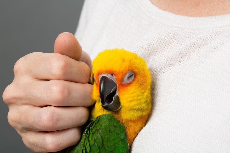 9 Super Friendly Birds That You Can Own, Legally!