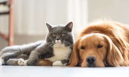 10 Best Dog Breeds for Cats