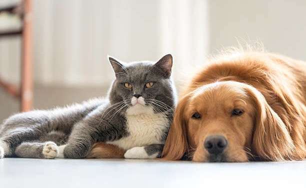 10 Best Dog Breeds for Cats