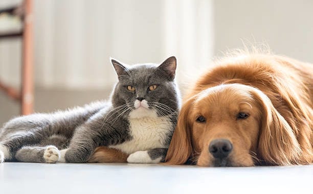 10 Best Dog Breeds for Cats