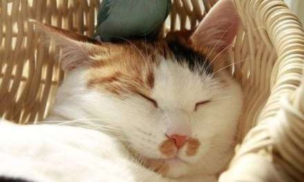 A Parrot and A Sleeping Cat