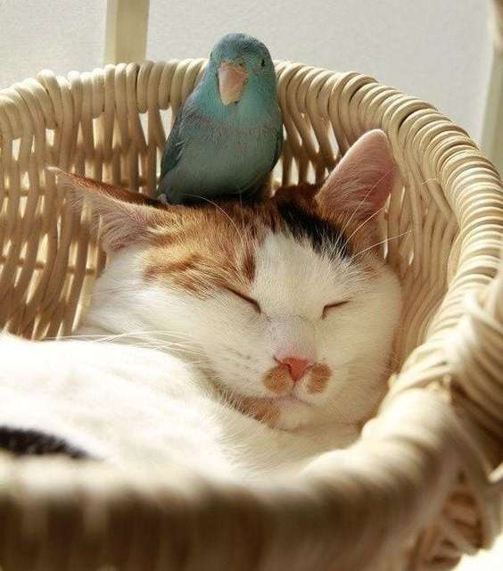 A Parrot and A Sleeping Cat