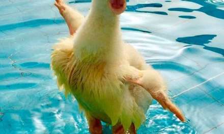 A Wet Duck is A Happy Duck