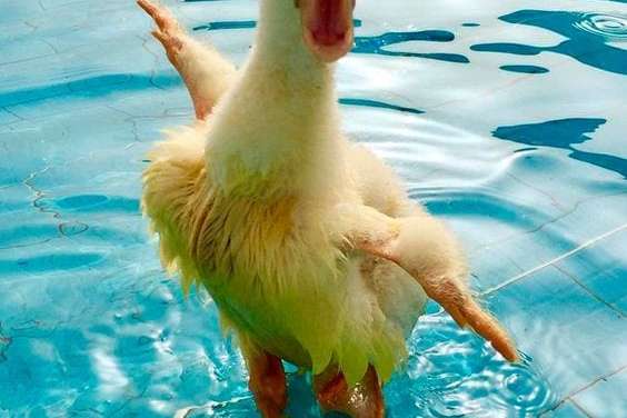 A Wet Duck is A Happy Duck