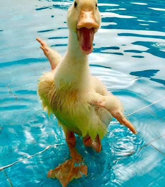 A Wet Duck is A Happy Duck