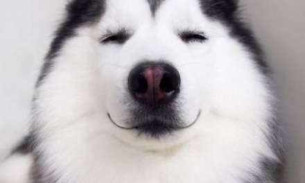 A happy husky