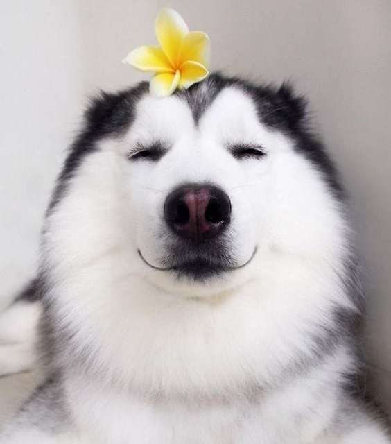 A happy husky