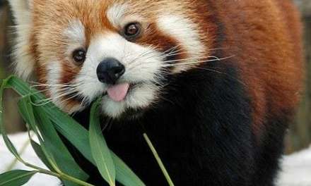 Red Panda sticking its tongue out.