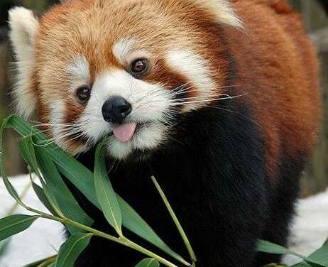 Red Panda sticking its tongue out.