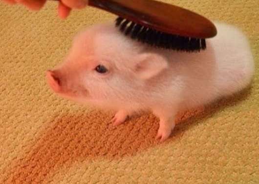 Brush the piggy