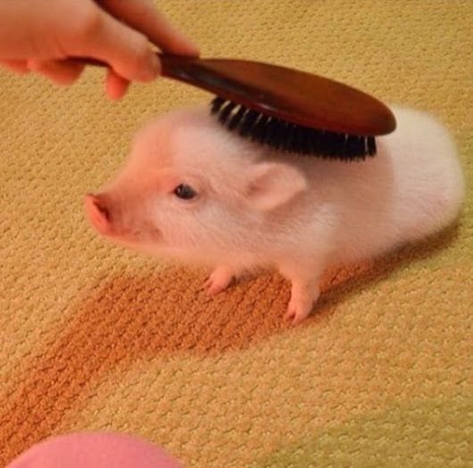 Brush the piggy