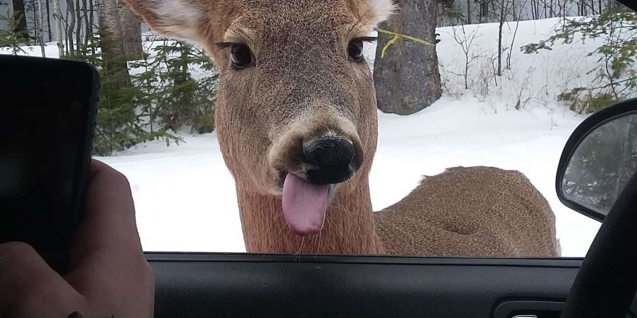 Cute Deer Making A Silly Face