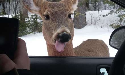 Cute Deer Making A Silly Face