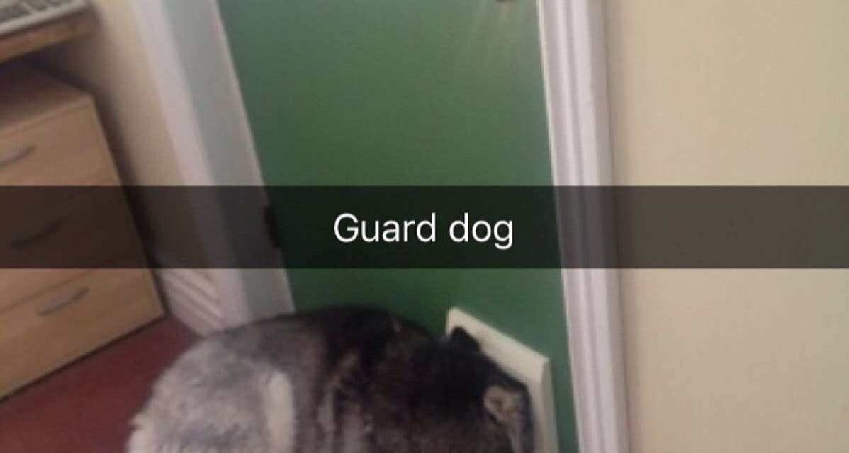 Guard Dog